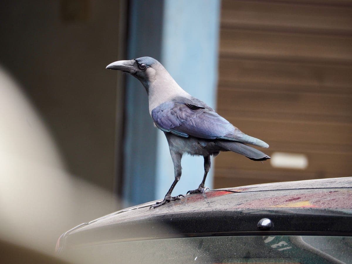 A crow perched on the roof edge of a dirty parked car